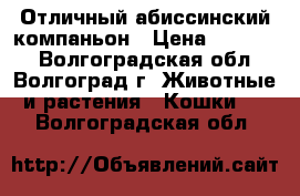 Отличный абиссинский компаньон › Цена ­ 15 000 - Волгоградская обл., Волгоград г. Животные и растения » Кошки   . Волгоградская обл.